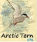 Arctic Tern