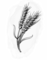 Wheat Beer